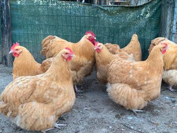 Buff Orpington disponible aux enchères