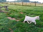 dwerggeitjes, Dieren en Toebehoren, Schapen, Geiten en Varkens, Meerdere dieren, Geit, 0 tot 2 jaar