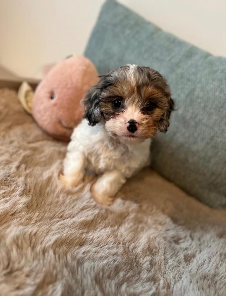 Mooie cavapoo pup (Cavalier x toypoedel), Dieren en Toebehoren, Honden | Chihuahua's en Gezelschapshonden, Teef, Poedel, Fokker | Professioneel