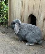 Frans hangoor ram, Oreilles tombantes