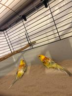 Koppeltje roodrug dwergpapegaaitjes, Dieren en Toebehoren, Meerdere dieren, Dwergpapegaai of Agapornis, Tam