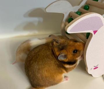 Hamster (Dwerg en Goudhamster) - te koop beschikbaar voor biedingen