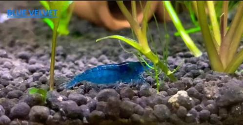 PROMO 30% ristourne  Neocaridina Blue Velvet (lot de 10)!, Dieren en Toebehoren, Vissen | Aquaria en Toebehoren, Zo goed als nieuw