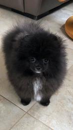 Pomeriaan mini puppy  Reutje Pomeranians, Dieren en Toebehoren, Honden | Poolhonden, Keeshonden en Oertypen, CDV (hondenziekte)