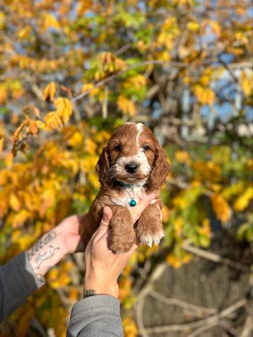 Prachtige cockapoo pups (Engelse cockerspaniël x poedel) disponible aux enchères