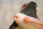 S.O.S vogels, Dieren en Toebehoren, Meerdere dieren