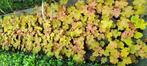 Heuchera Caramel, Tuin en Terras, Planten | Tuinplanten, Ophalen, Vaste plant