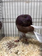 Duiven holle kropper, Dieren en Toebehoren, Vogels | Duiven, Meerdere dieren, Kropper