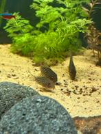Sterbai corydoras, Dieren en Toebehoren, Vissen | Aquariumvissen, Vis, Zoetwatervis, Schoolvis