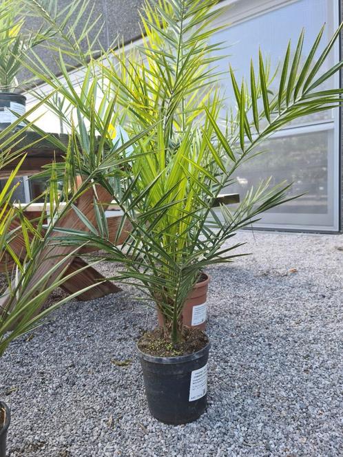 Palmboom Phoenix Canariensis - Dadelpalm, Tuin en Terras, Planten | Bomen, Palmboom, Ophalen