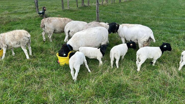 Maaien weide, Dieren en Toebehoren, Schapen, Geiten en Varkens