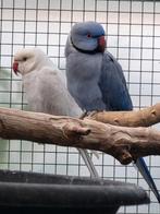 Halsbandparkieten, Dieren en Toebehoren, Vogels | Parkieten en Papegaaien