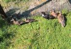 Canard colvert, Dieren en Toebehoren, Pluimvee