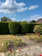 Taxus (Taxus baccata), Tuin en Terras, Planten | Bomen, Ophalen
