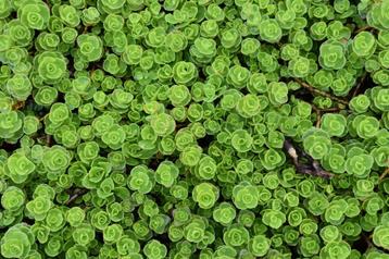 Sedum spurium of vetkruid, snelle bodembedekker ! beschikbaar voor biedingen