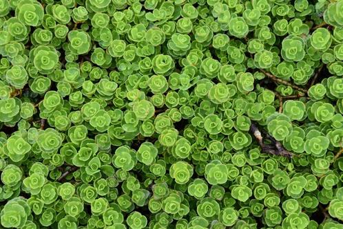 Sedum spurium of vetkruid, snelle bodembedekker !, Tuin en Terras, Planten | Tuinplanten, Vaste plant, Halfschaduw, Ophalen