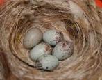 Bevruchte kanarie eitjes, Dieren en Toebehoren, Vogels | Kanaries, Geslacht onbekend, Kleurkanarie