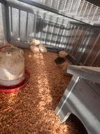 Japanse kwartles, Dieren en Toebehoren, Pluimvee