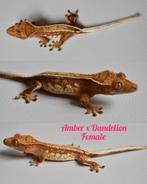 Wimpergekko vrouw 2024, Dieren en Toebehoren