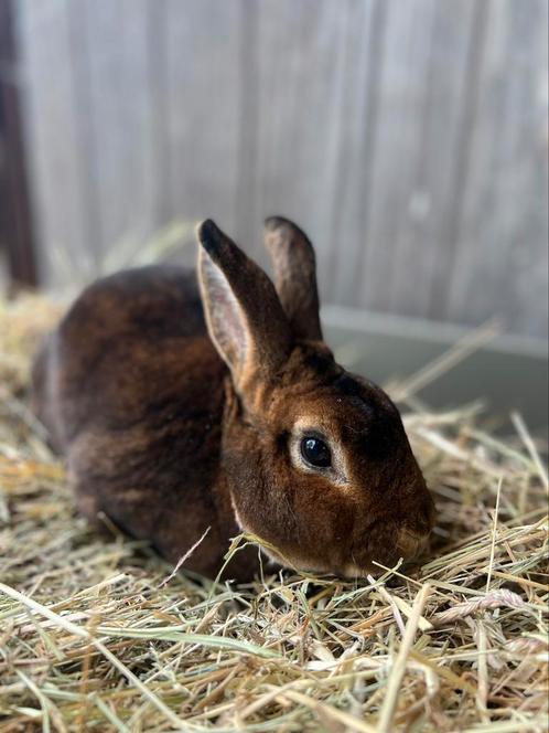 Klein rex castor, Animaux & Accessoires, Lapins, Petit, 0 à 2 ans