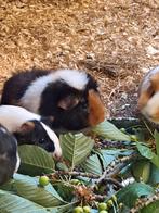 Verschillende cavia's te koop, Dieren en Toebehoren, Knaagdieren, Cavia