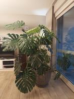 Monstera plant, Enlèvement