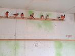 Kapoetsasijzen 2025, Dieren en Toebehoren, Vogels | Overige Vogels