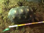 Kolenbranderschildpad (positieve lijst)., Animaux & Accessoires, Reptiles & Amphibiens, Domestique, Tortue, 11 ans ou plus