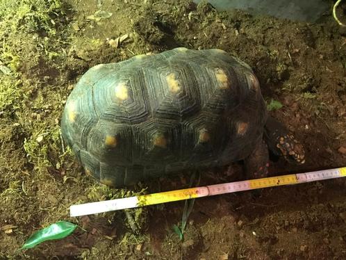 Kolenbranderschildpad (positieve lijst)., Dieren en Toebehoren, Reptielen en Amfibieën, Schildpad, 11 jaar of ouder, Tam