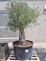 Olijfboom Olea Europaea, Tuin en Terras, Planten | Bomen, Ophalen, Olijfboom