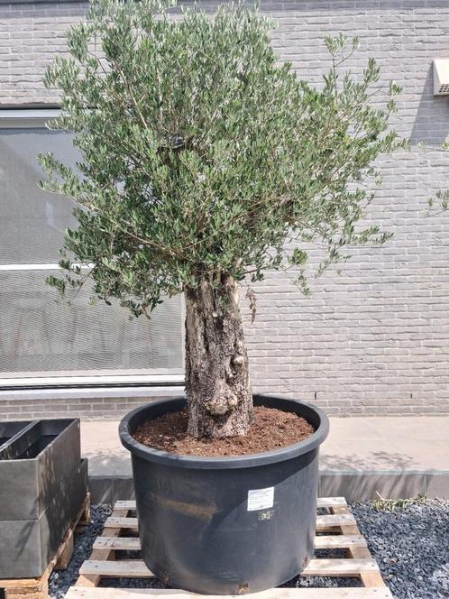 Olijfboom Olea Europaea, Tuin en Terras, Planten | Bomen, Olijfboom, Ophalen