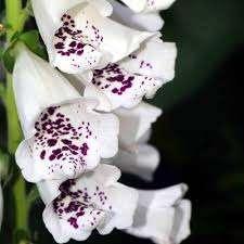 Digitalis Dalmation White, Jardin & Terrasse, Plantes | Arbustes & Haies, Enlèvement