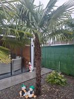 Palmboom, Ophalen, Palmboom