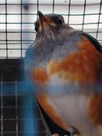 GRIJSKAPLIJSTER MAN, MOOIE, GOEDE ZANGER!, Dieren en Toebehoren, Mannelijk, Tropenvogel, Geringd