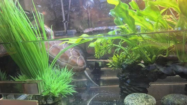 2 3kielschilpadjes te koop, Tuin en Terras, Vijvers, Zo goed als nieuw, Ophalen