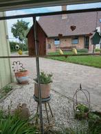 3 jonge kanarie's