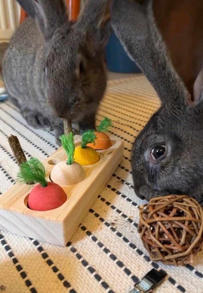 2 super lieve konijntjes (moeten weg wegens verhuis), Dieren en Toebehoren, Konijnen
