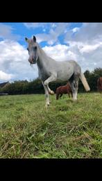 C pony welsh merrie, Dieren en Toebehoren, Paarden, Merrie