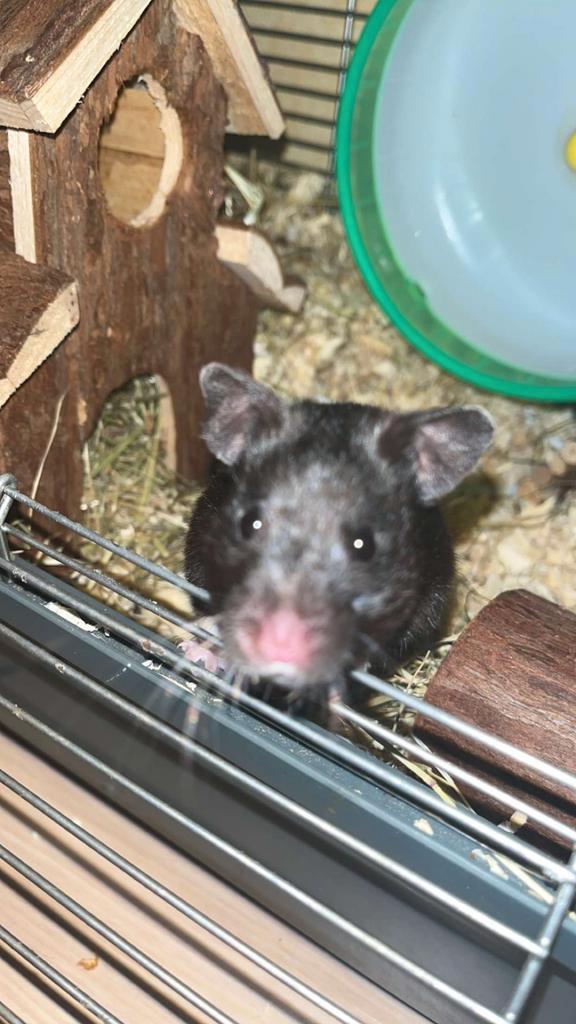 Goudhamster (V), Dieren en Toebehoren, Reptielen en Amfibieën