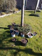 Kleine boom , ijzersterk 20st in pot en volle grond, Tuin en Terras, Planten | Bomen, Ophalen