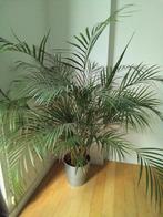 Plante palmier Areca, Huis en Inrichting, Kamerplanten, 100 tot 150 cm, Palm, Ophalen, Groene kamerplant