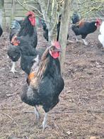 Hanen en eventueel kippen, Dieren en Toebehoren, Pluimvee, Meerdere dieren, Kip