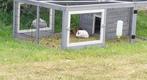 2 cavia beren mannetjes, Dieren en Toebehoren, Knaagdieren, Juli, Mannelijk, Cavia