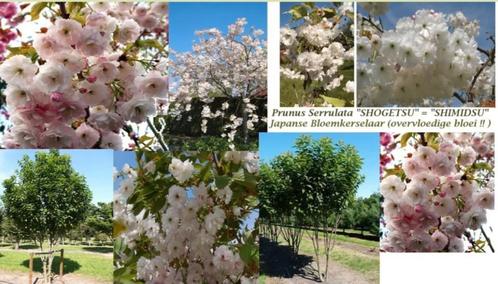 BLOEMKERSELAARS Prunus COLT: Laagstam 10€, Halfstam 15€/stuk, Tuin en Terras, Planten | Tuinplanten, Vaste plant, Overige soorten