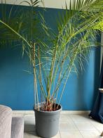 Plant, Huis en Inrichting, Kamerplanten, Ophalen, 200 cm of meer, Palm, Halfschaduw