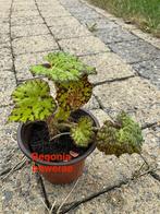 Begonia bowerae, Tuin en Terras, Ophalen