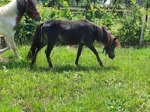 Amha bmp, kan ook nmprs jaarling hengstje, Dieren en Toebehoren, Pony's, Hengst, Onbeleerd, A pony (tot 1.17m), Recreatiepony