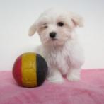 Maltezer - Belgische puppy's te koop, CDV (hondenziekte), Meerdere, Maltezer, 8 tot 15 weken
