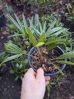 (Redelijk) winterharde palmboom (Trachycarpus wagnerianus)., Tuin en Terras, In pot, Minder dan 100 cm, Halfschaduw, Lente