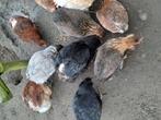 Broedeieren araucanna's, Dieren en Toebehoren, Geslacht onbekend, Kip